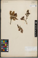 Foto von Salix silesiaca Willd.